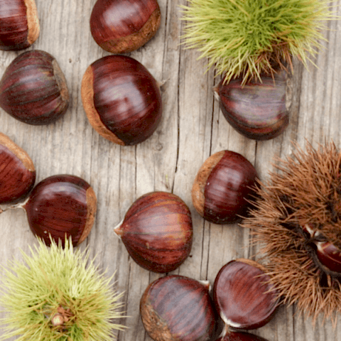 Siyah Kestane Fidanı Castanea Sativa