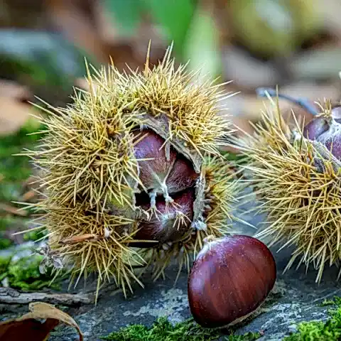Siyah Kestane Fidanı Castanea Sativa