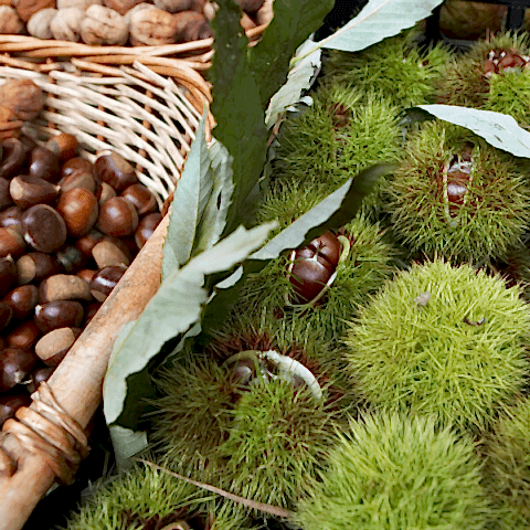 Siyah Kestane Fidanı Castanea Sativa