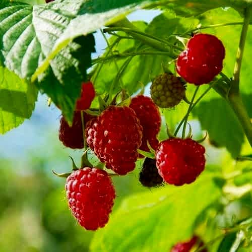 Longan Berry Ahududu Fidanı