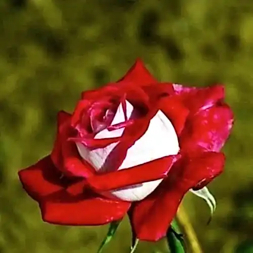 Türkiyem 1 Kırmızı Beyaz Gül Fidanı 30 Cm Osiria