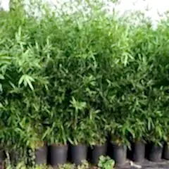 Bambu Fidanı 75 cm bambusaaurea