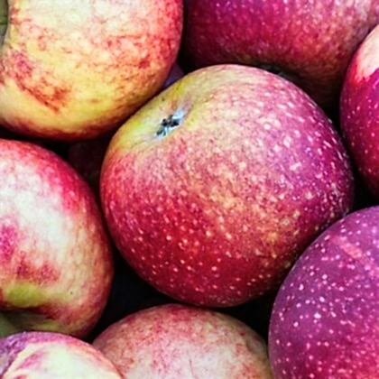 Hafif Ekşi Arapkızı Elma Fidanı
