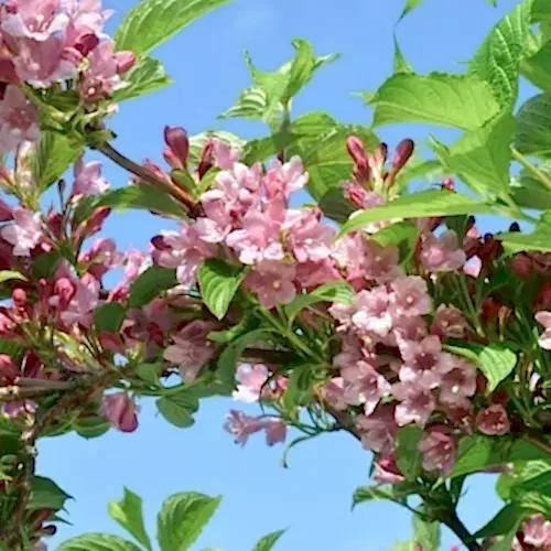 Pembe Vangelya Gelin Tacı Çiçeği  Weigela Florida
