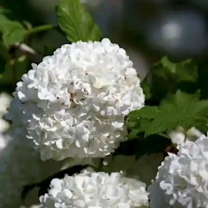 Çınar Kartopu Çiçeği Viburnum Opulus