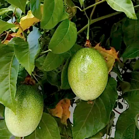 Çarkıfelek Çiçeği Meyvesi Yenen Passiflora Edulis Saat Çiçeği