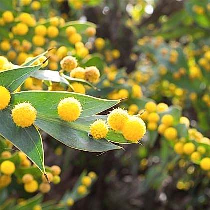 Kıbrıs Akasyası Fidanı 80 cm  Acacia Cyanophylla
