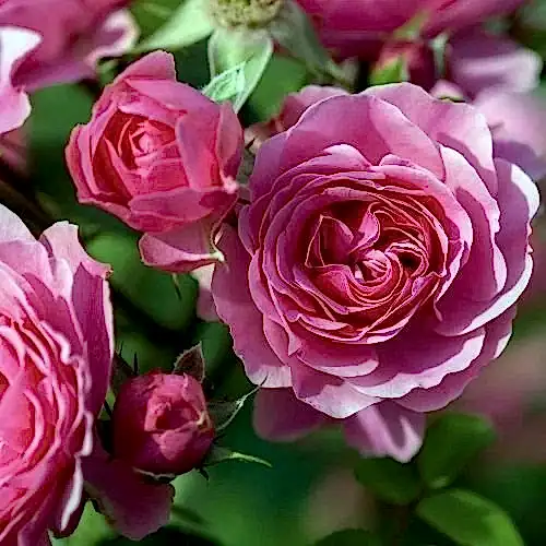 Pembe Yediveren Gül Fidanı