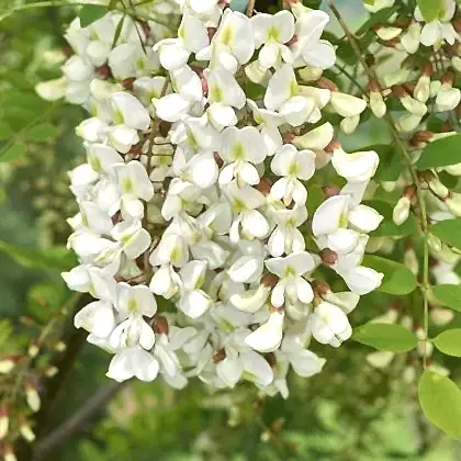 Beyaz Akasya Fidanı 50 cm Robinia Pseudoacacia