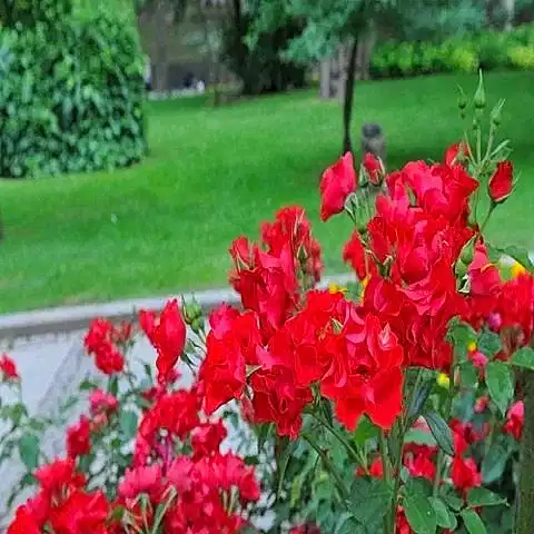 Mezarlık Çiçeği Kırmızı Çardak Sarmaşık Gül Fidanı