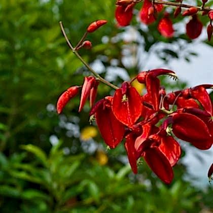 Arap Dudağı Fidanı Mercan Ağacı erythrina crista