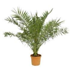 Fenix Fidanı ( yalancı hurma ) Phoenix canariensis