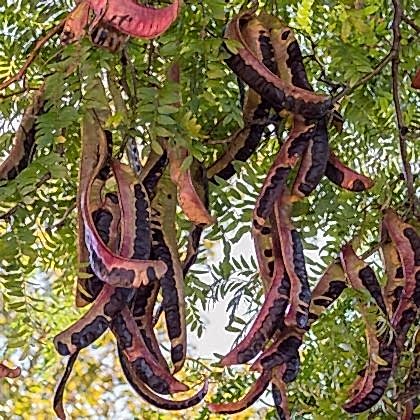 Gladiçya Fidanı