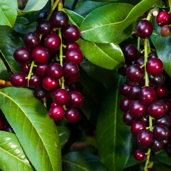 Karayemiş Laz Kirazı Fidanı Prunus Laurocerasus