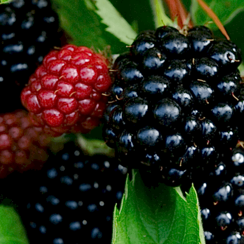 Karaka Black Dikensiz Böğürtlen Fidanı