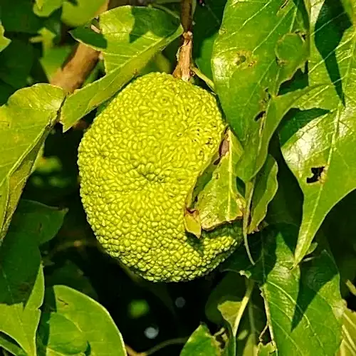Maklora Fidanı Yalancı Portakal Maclura Pomifera