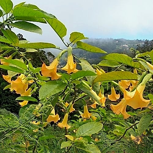 Sarı Melek borazanı Boru Çiçeği Datura