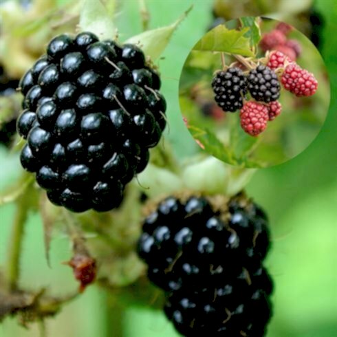 Tayberry Dikensiz Böğürtlen Fidanı