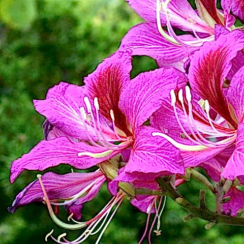Orkide Ağacı Fidanı Bauhinia Kelebek Ağacı