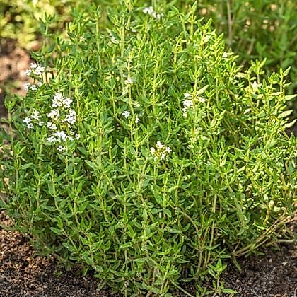 Dağ Kekiği Doğal Kekik Fidanı Kesif Kokar 25 cm