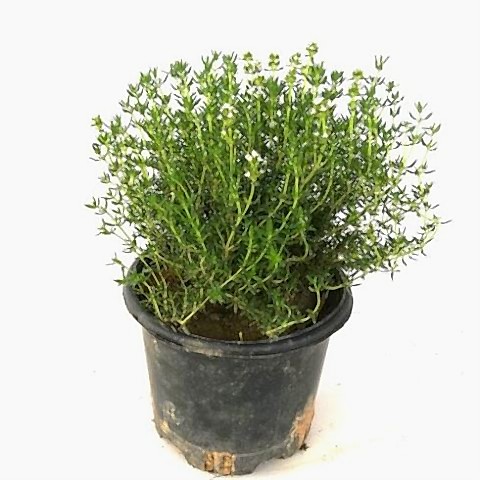 Dağ Kekiği Doğal Kekik Fidanı Kesif Kokar 25 cm