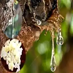 Aşılı Sakız Ağacı Fidanı ( Pistacia Lentiscus )