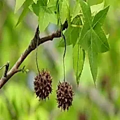 Sığla Günlük Ağacı Fidanı Liquidambar