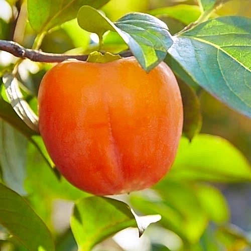 Hanna Fuyu Mingəçevir Hurması Fidanı