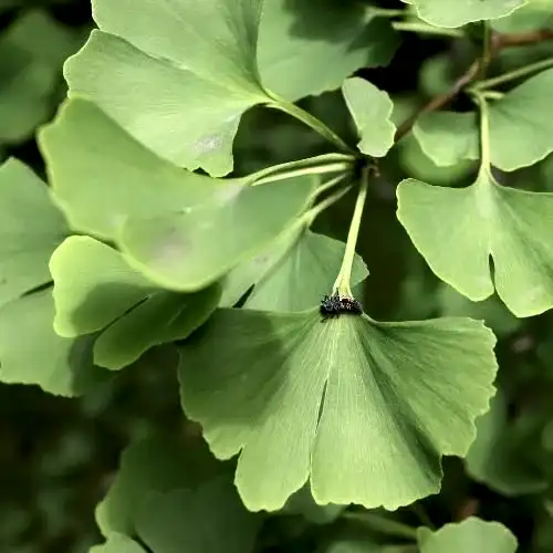 Mabet Ağacı Fidanı  Ginkgo Biloba.