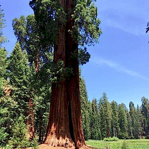 Sahil Sekoya Fidanı Sequoia sempervirens