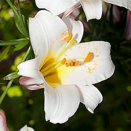 Beyaz Zambak Lilyum Çiçeği Lilium longiflorum