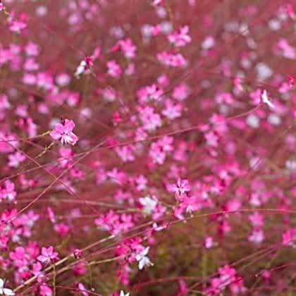 Pembe Gaura Fidanı Çiçek Güzeli