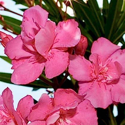 Pembe Zakkum Fidanı 9 Ay Çiçek Açar