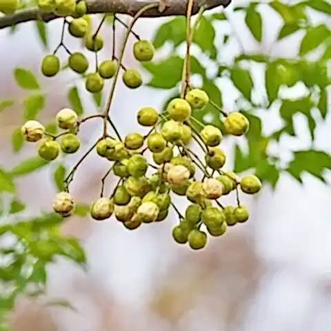 Tesbih Ağacı Fidanı Neem Ağacı