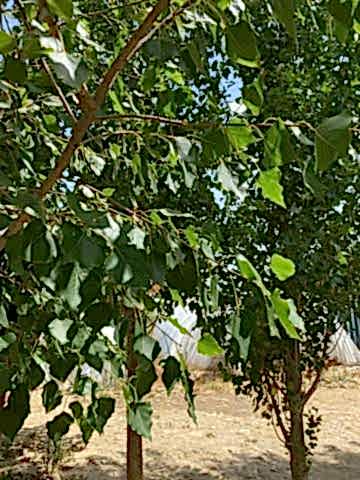Kavak Ağacı Fidanı Kanada Kavağı