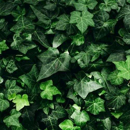 Orman Sarmaşığı Hedera Helix İngiliz Sarmaşığı