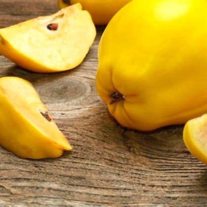 Limon Ayvası Fidanı