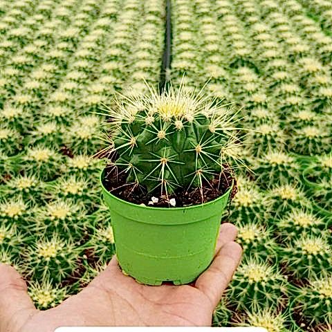 Altıntop Kaktüs Fidanı Echinocactus Grusonii