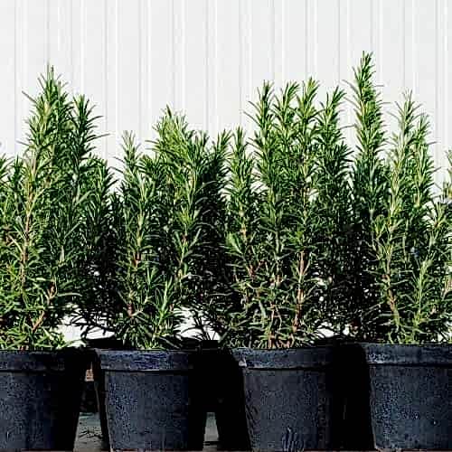 Aromatik Biberiye Fidanı Kuşdili
