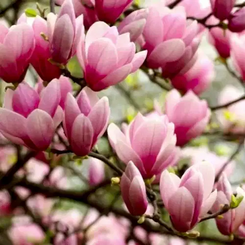 Yaprak Döken Pembe Manolya Saray Lalesi 150 cm Magnolia