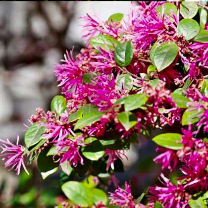 Loropetalum Çiçeği Pembe Rüya Çiçeği