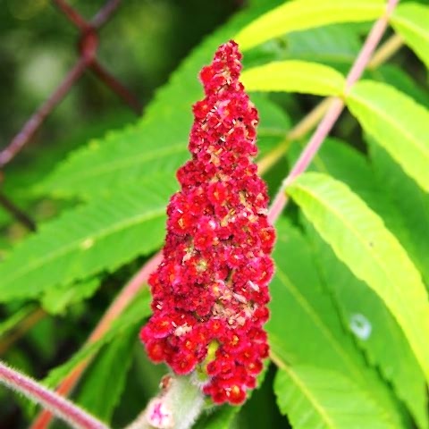 Sumak Fidanı 40 cm  Şifalı Cinsten  Rhus Typhina