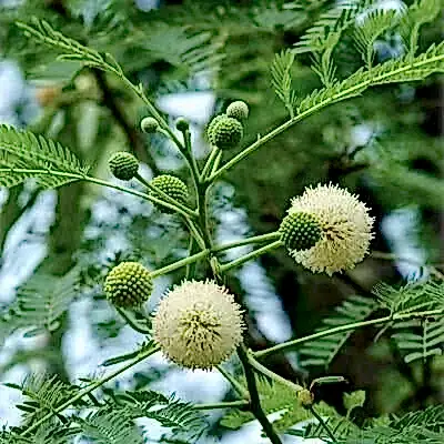 Ada Mimoza Ağacı Acacia Dealbata