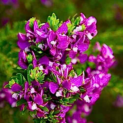 Poligala Çiçeği Fidanı Süt Otu Polygala Myrtifolia