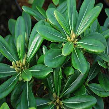 Pitosporum Çit Bitkisi Yıldız Çalısı