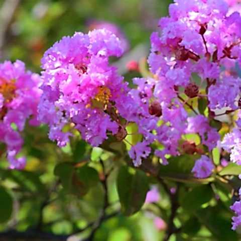 Mor Oya Fidanı Lagerstroemia İndica