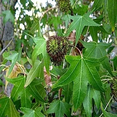 Sığla Fidanı Günlük Ağacı