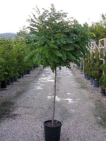 Top Akasya Ağacı Umbraculifera