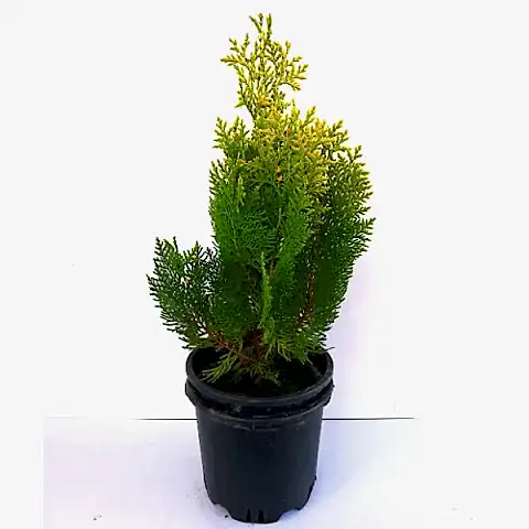 Altuni Top Mazı Fidanı