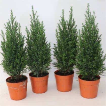 Elwoodii Çamı 80 cm  Elvudi Chamaecyparis  Ellwoodii